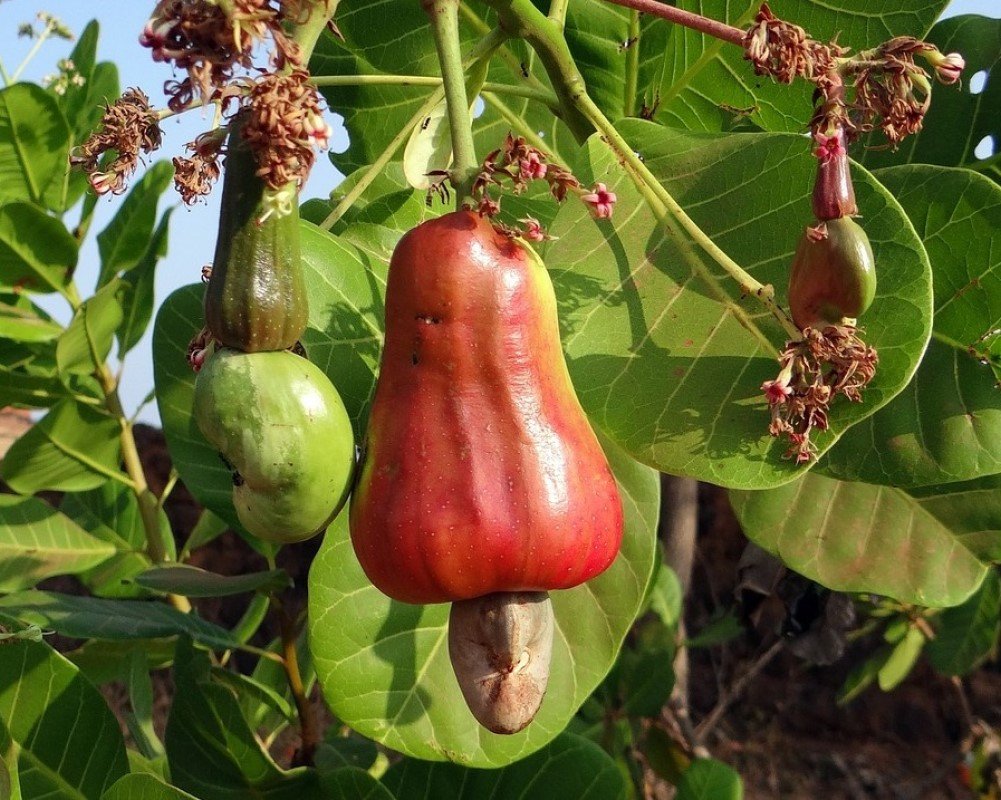 Cashew nut tree growing